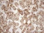 NT5E Antibody in Immunohistochemistry (Paraffin) (IHC (P))