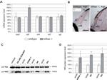 NTF3 Antibody in Western Blot (WB)