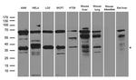 NTHL1 Antibody in Western Blot (WB)