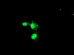 NUB1 Antibody in Immunocytochemistry (ICC/IF)