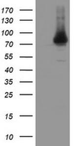 NUB1 Antibody in Western Blot (WB)