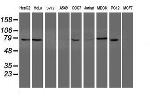 NUB1 Antibody in Western Blot (WB)