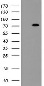 NUB1 Antibody in Western Blot (WB)