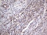 NUDT12 Antibody in Immunohistochemistry (Paraffin) (IHC (P))