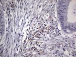 NUDT12 Antibody in Immunohistochemistry (Paraffin) (IHC (P))