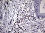 NUDT12 Antibody in Immunohistochemistry (Paraffin) (IHC (P))