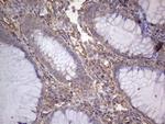 NUDT12 Antibody in Immunohistochemistry (Paraffin) (IHC (P))