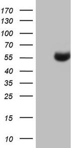 NUDT12 Antibody in Western Blot (WB)