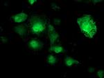 NUDT18 Antibody in Immunocytochemistry (ICC/IF)