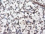 NUDT18 Antibody in Immunohistochemistry (Paraffin) (IHC (P))