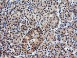 NUDT18 Antibody in Immunohistochemistry (Paraffin) (IHC (P))