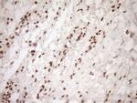 NUDT21 Antibody in Immunohistochemistry (Paraffin) (IHC (P))