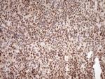 NUDT21 Antibody in Immunohistochemistry (Paraffin) (IHC (P))