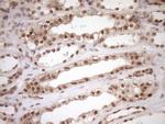 NUDT21 Antibody in Immunohistochemistry (Paraffin) (IHC (P))