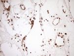 NUDT21 Antibody in Immunohistochemistry (Paraffin) (IHC (P))