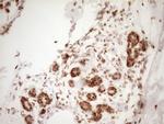 NUDT21 Antibody in Immunohistochemistry (Paraffin) (IHC (P))