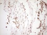 NUDT21 Antibody in Immunohistochemistry (Paraffin) (IHC (P))