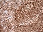 NUDT21 Antibody in Immunohistochemistry (Paraffin) (IHC (P))