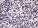 NUDT21 Antibody in Immunohistochemistry (Paraffin) (IHC (P))
