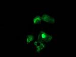 NUDT6 Antibody in Immunocytochemistry (ICC/IF)