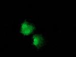 NUDT6 Antibody in Immunocytochemistry (ICC/IF)