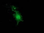 NUDT6 Antibody in Immunocytochemistry (ICC/IF)