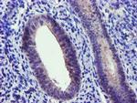 NUDT6 Antibody in Immunohistochemistry (Paraffin) (IHC (P))