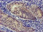 NUDT6 Antibody in Immunohistochemistry (Paraffin) (IHC (P))