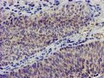 NUDT6 Antibody in Immunohistochemistry (Paraffin) (IHC (P))