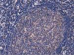 NUDT6 Antibody in Immunohistochemistry (Paraffin) (IHC (P))