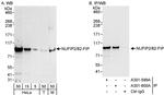 NUFIP2/82-FIP Antibody in Western Blot (WB)