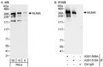 NUMA Antibody in Western Blot (WB)