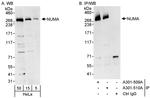 NUMA Antibody in Western Blot (WB)