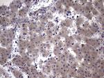 NUMB Antibody in Immunohistochemistry (Paraffin) (IHC (P))