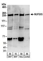 NUP205 Antibody in Western Blot (WB)