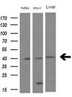 NUP43 Antibody in Western Blot (WB)