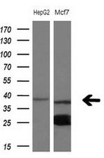 NUP43 Antibody in Western Blot (WB)