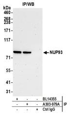 NUP93 Antibody in Western Blot (WB)