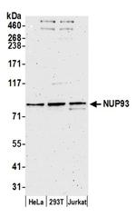 NUP93 Antibody in Western Blot (WB)