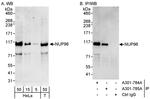 NUP96 Antibody in Western Blot (WB)