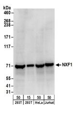 NXF1 Antibody in Western Blot (WB)