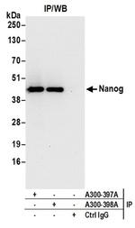 Nanog Antibody in Western Blot (WB)