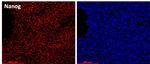 Nanog Antibody in Immunocytochemistry (ICC/IF)