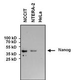 Nanog Antibody in Western Blot (WB)