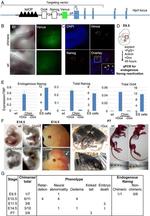 Nanog Antibody in Immunohistochemistry (IHC)