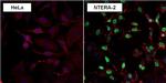 Nanog Antibody in Immunocytochemistry (ICC/IF)