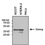 Nanog Antibody in Western Blot (WB)