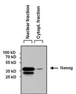 Nanog Antibody in Western Blot (WB)