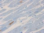 NF-H Antibody in Immunohistochemistry (Paraffin) (IHC (P))