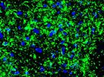 NF-H Antibody in Immunohistochemistry (Frozen) (IHC (F))